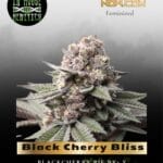 Black Cherry Bliss (Feminized) - In House Genetics