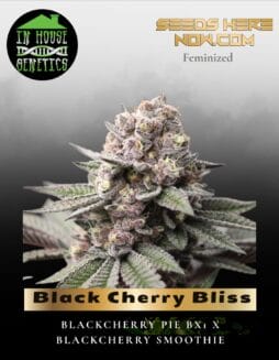 Black Cherry Bliss (Feminized) (space) In House Genetics