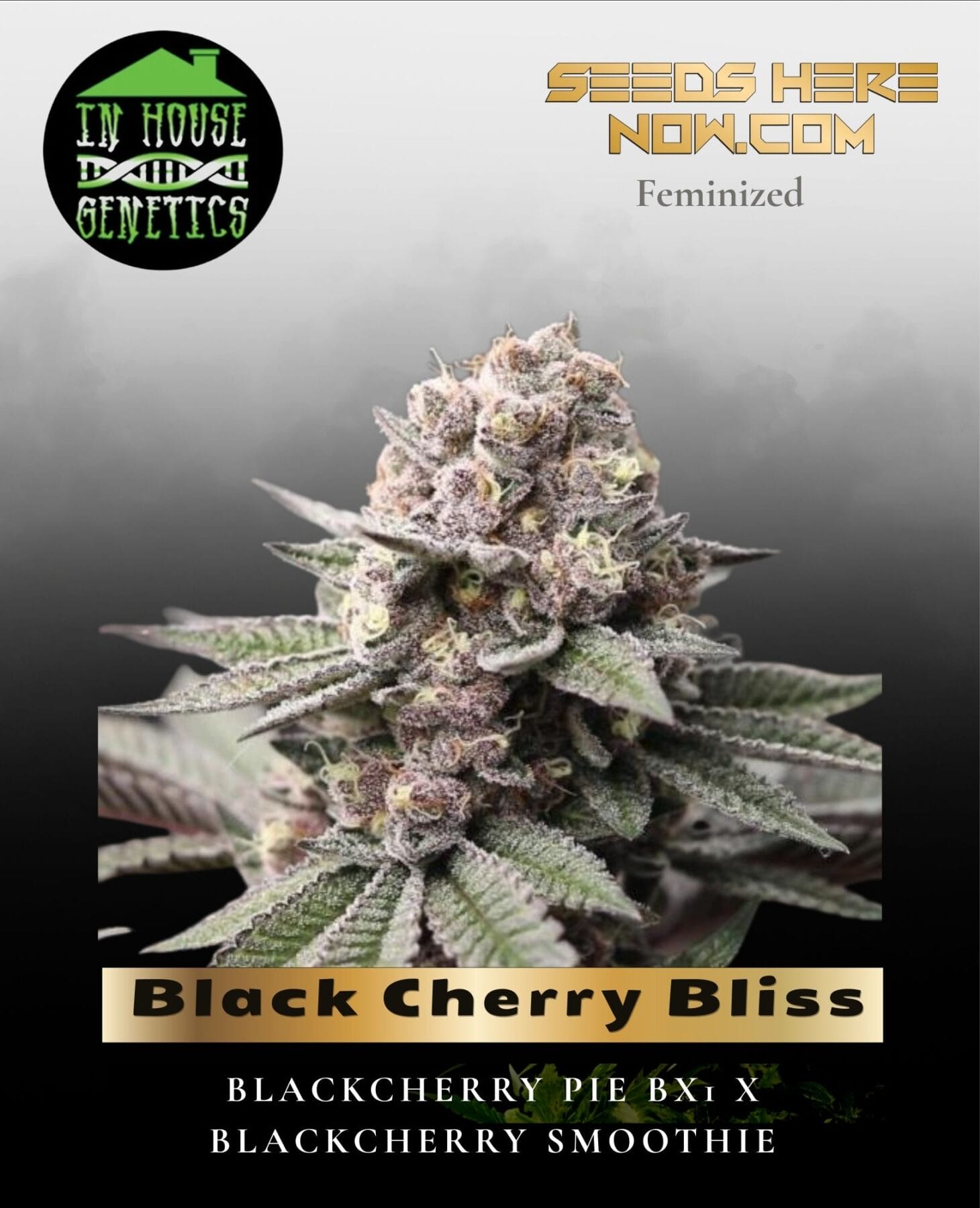 Black Cherry Bliss (Feminized) - In House Genetics
