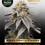 Black Cherry Flambe (Feminized) - In House Genetics