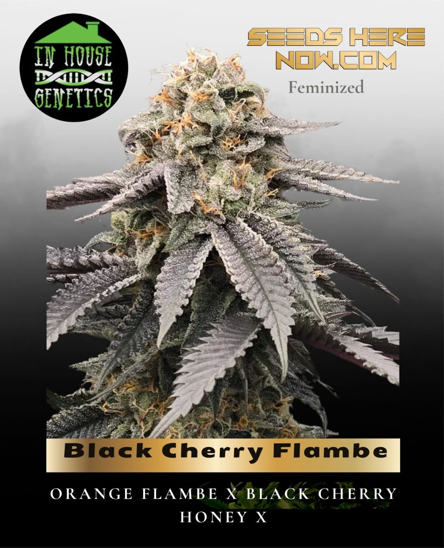 Black Cherry Flambe (Feminized) - In House Genetics