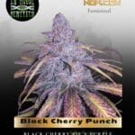 Black Cherry Punch (Feminized) - In House Genetics