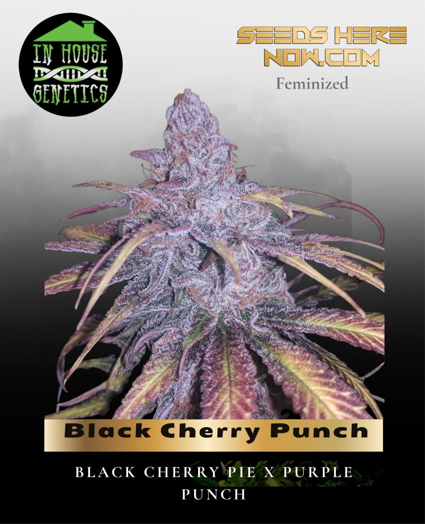 Black Cherry Punch (Feminized) - In House Genetics