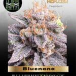Bluenana (Feminized) - In House Genetics