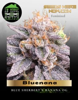 Bluenana (Feminized) (space) In House Genetics