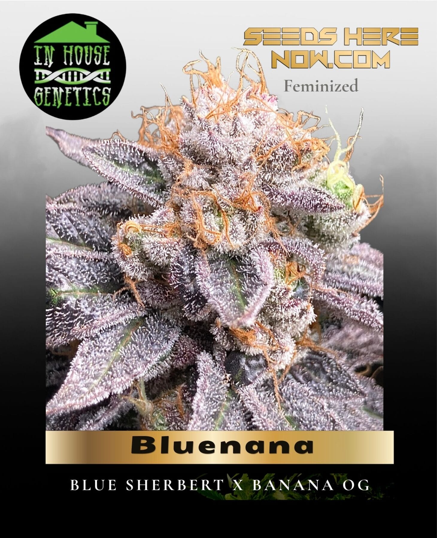 Bluenana (Feminized) - In House Genetics