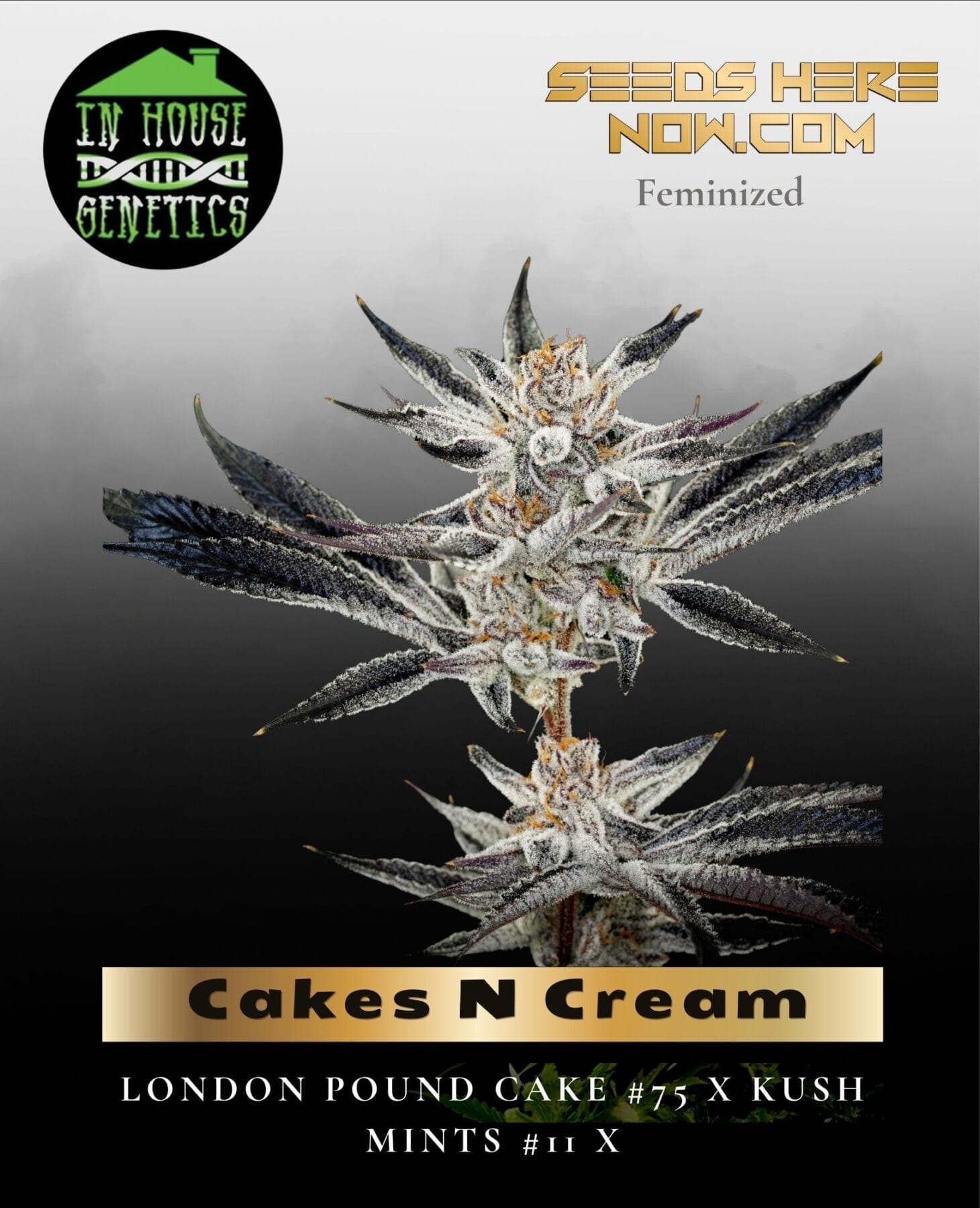 Cakes N Cream (Feminized) - In House Genetics