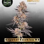 Crystal Cookies V2 (Feminized) - In House Genetics