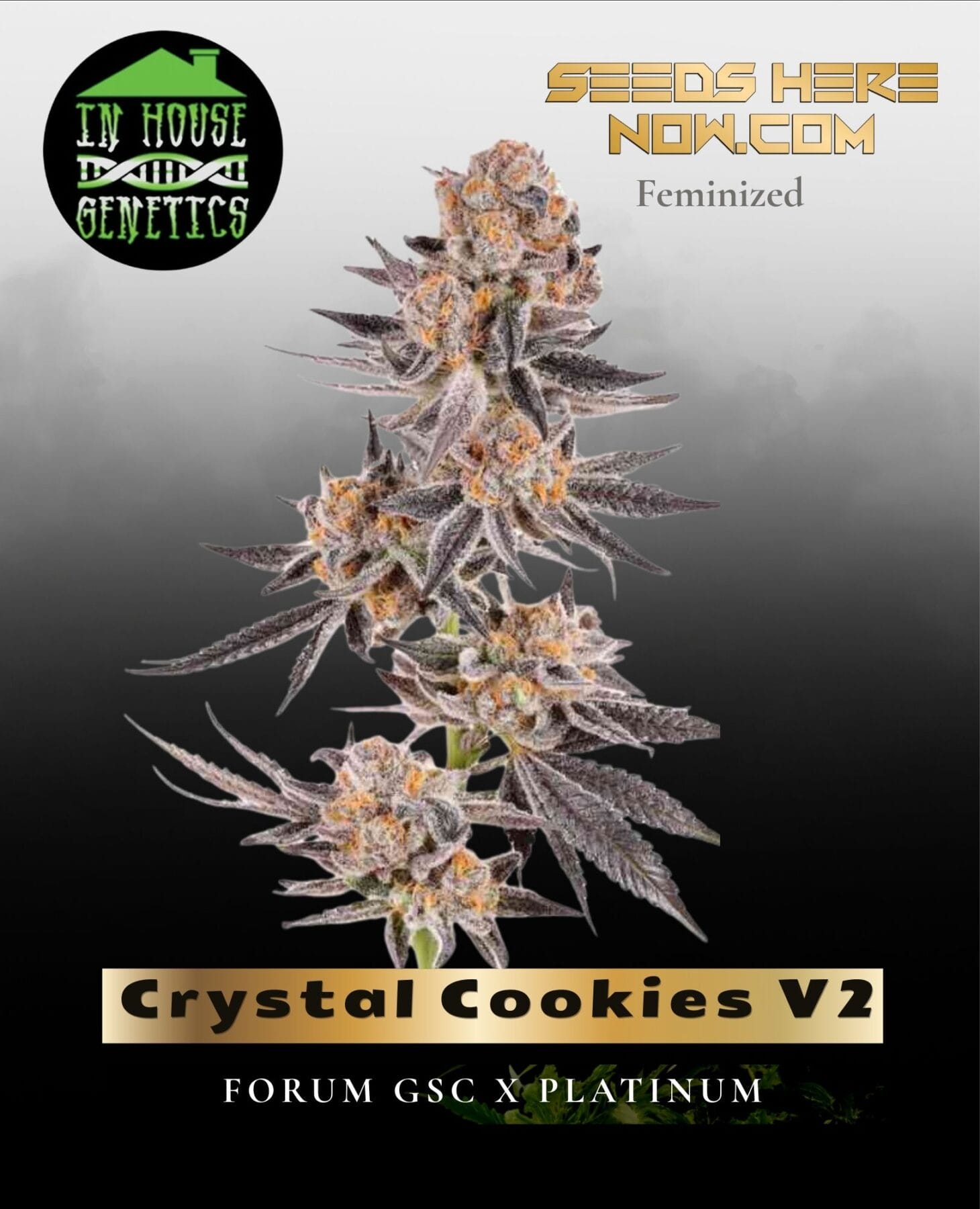 Crystal Cookies V2 (Feminized) - In House Genetics