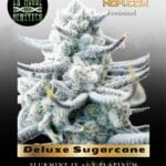 Deluxe Sugarcane (Feminized) - In House Genetics