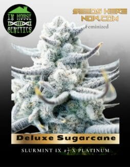 Deluxe Sugarcane (Feminized) (space) In House Genetics
