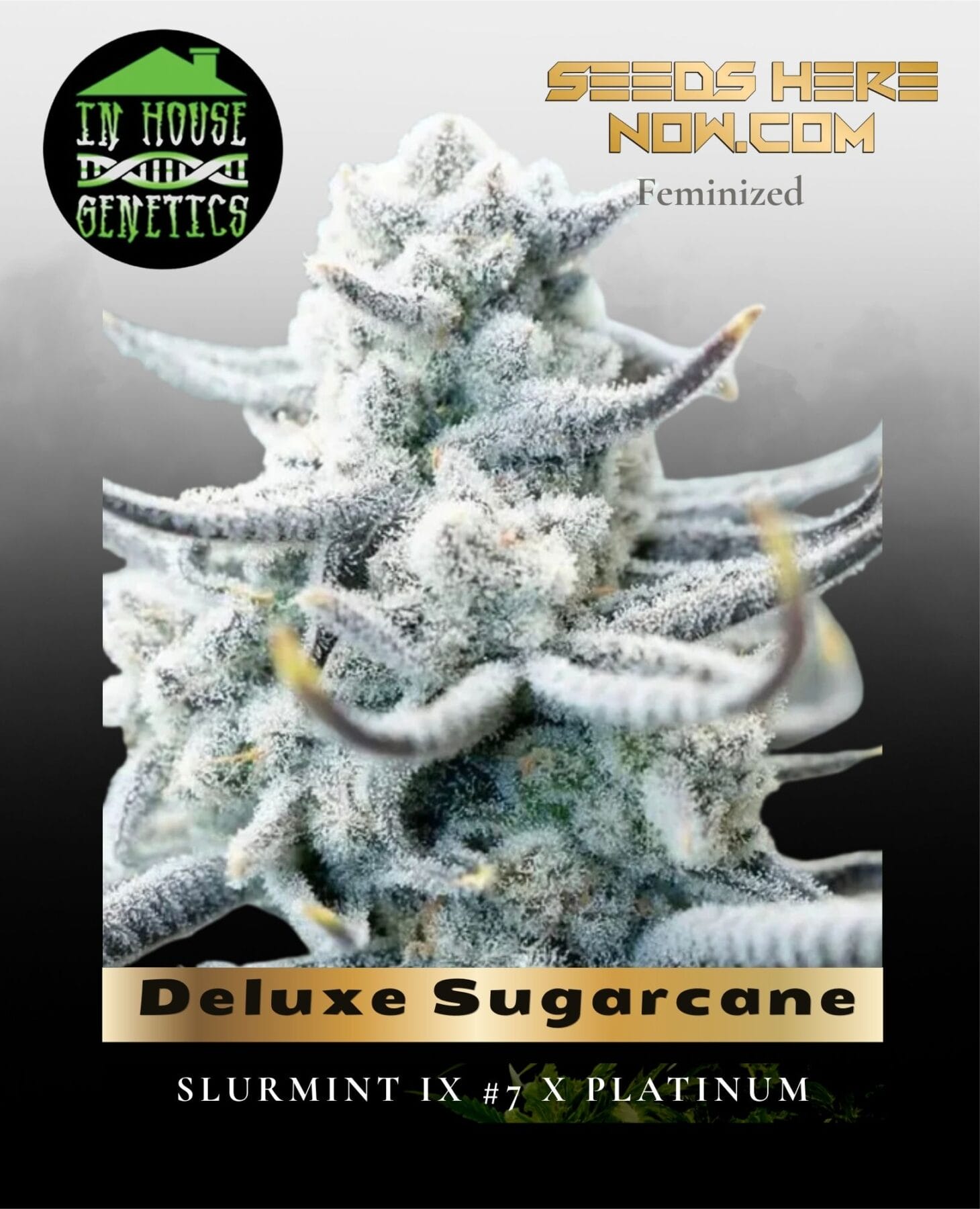 Deluxe Sugarcane (Feminized) - In House Genetics