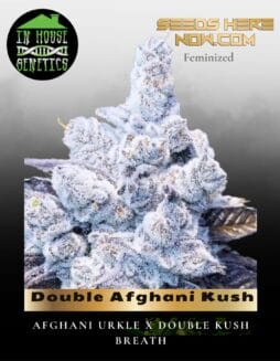 Double Afghani Kush (Feminized) (space) In House Genetics