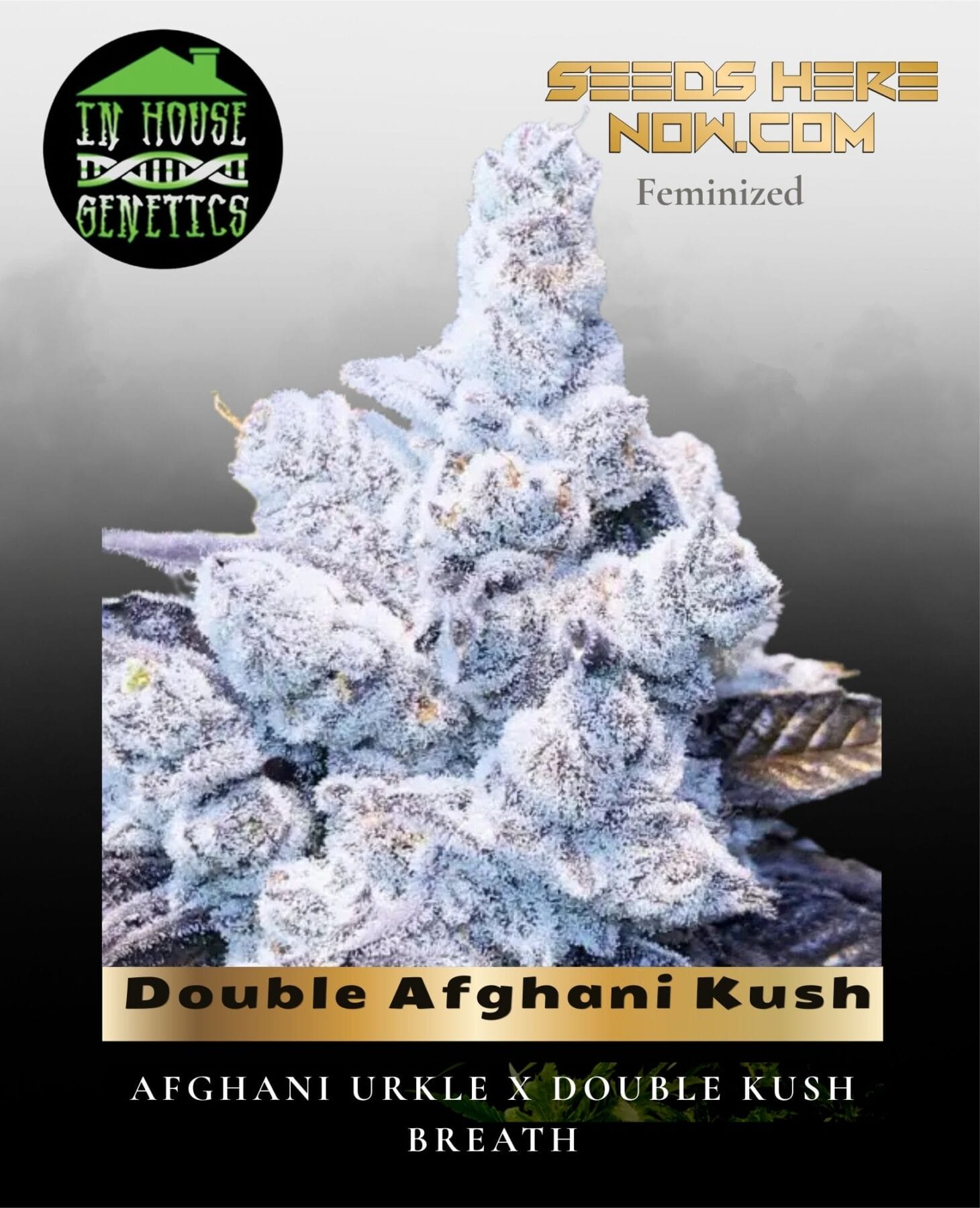 Double Afghani Kush (Feminized) - In House Genetics