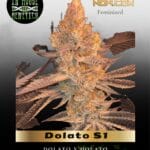 Dolato S1 (Feminized) - In House Genetics