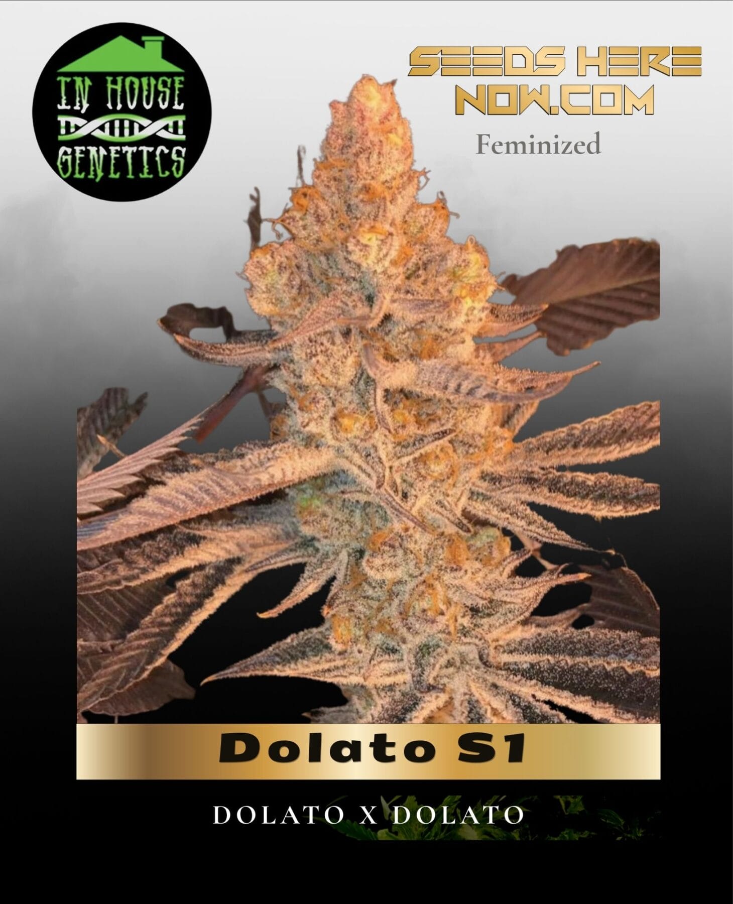 Dolato S1 (Feminized) - In House Genetics