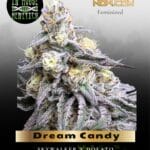 Dream Candy (Feminized) - In House Genetics