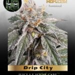 Drip City (Feminized) - In House Genetics