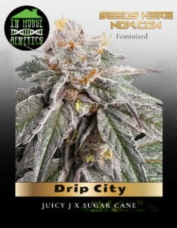 Drip City (Feminized) (space) In House Genetics