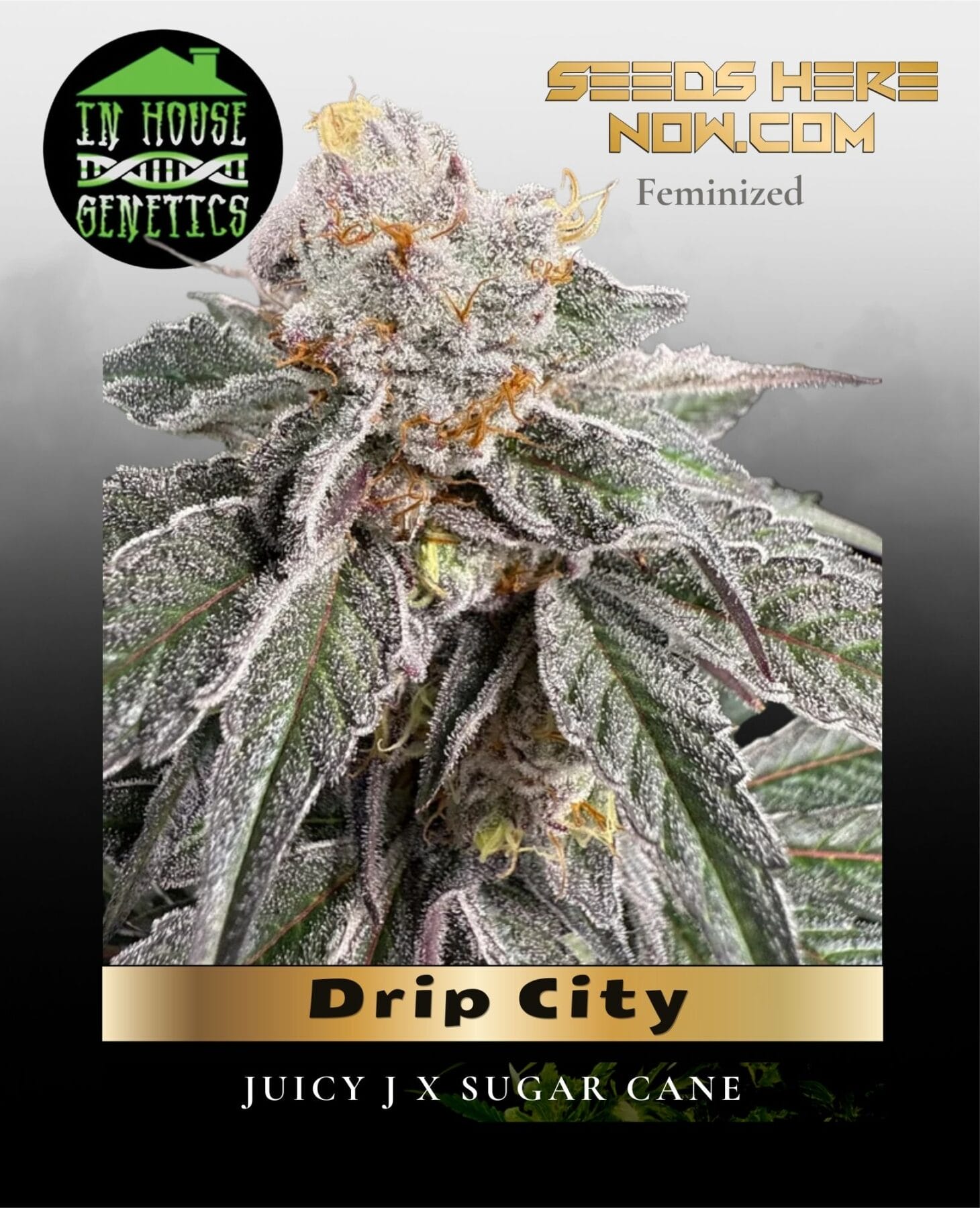 Drip City (Feminized) - In House Genetics