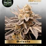 Drizzle (Feminized) - In House Genetics