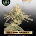 Frozen Gelato (Feminized) - In House Genetics