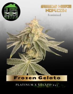 Frozen Gelato (Feminized) (space) In House Genetics