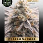 Frozen Grapes (Feminized) - In House Genetics