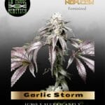 Garlic Storm (Feminized) - In House Genetics