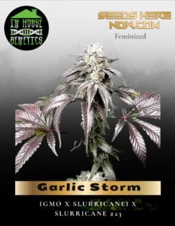 Garlic Storm (Feminized) (space) In House Genetics