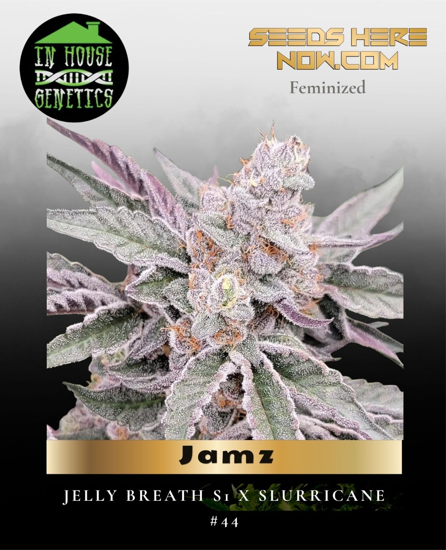 Jamz (Feminized) - In House Genetics