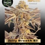 Jelly Breath S1 (Feminized) - In House Genetics