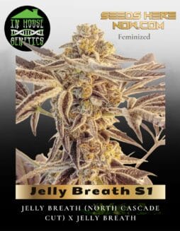 Jelly Breath S1 (Feminized) (space) In House Genetics