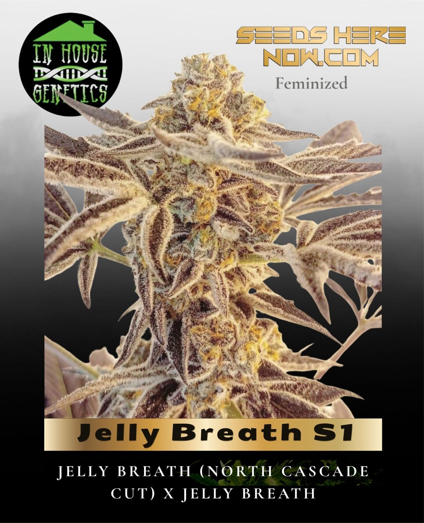Jelly Breath S1 (Feminized) - In House Genetics