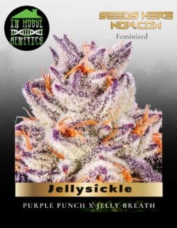 Jellysickle (Feminized) (space) In House Genetics
