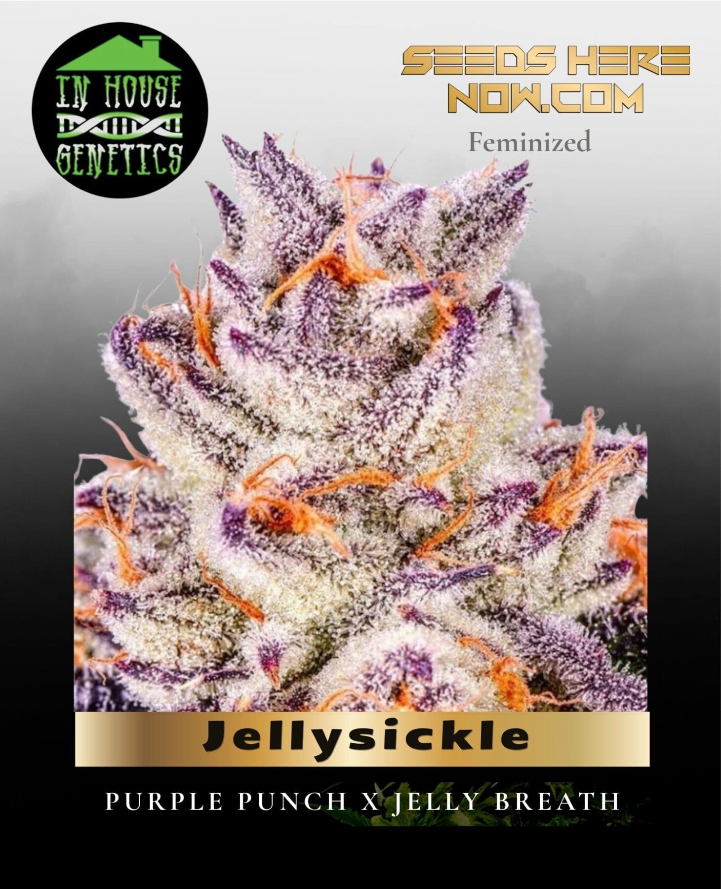 Jellysickle (Feminized) - In House Genetics