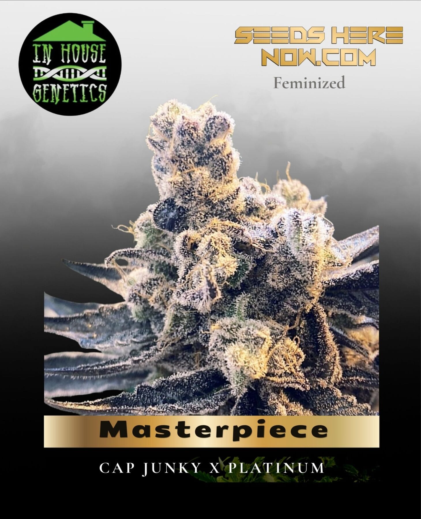 Masterpiece (Feminized) - In House Genetics