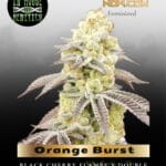 Orange Burst (Feminized) - In House Genetics