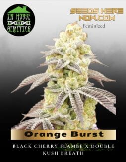 Orange Burst (Feminized) (space) In House Genetics