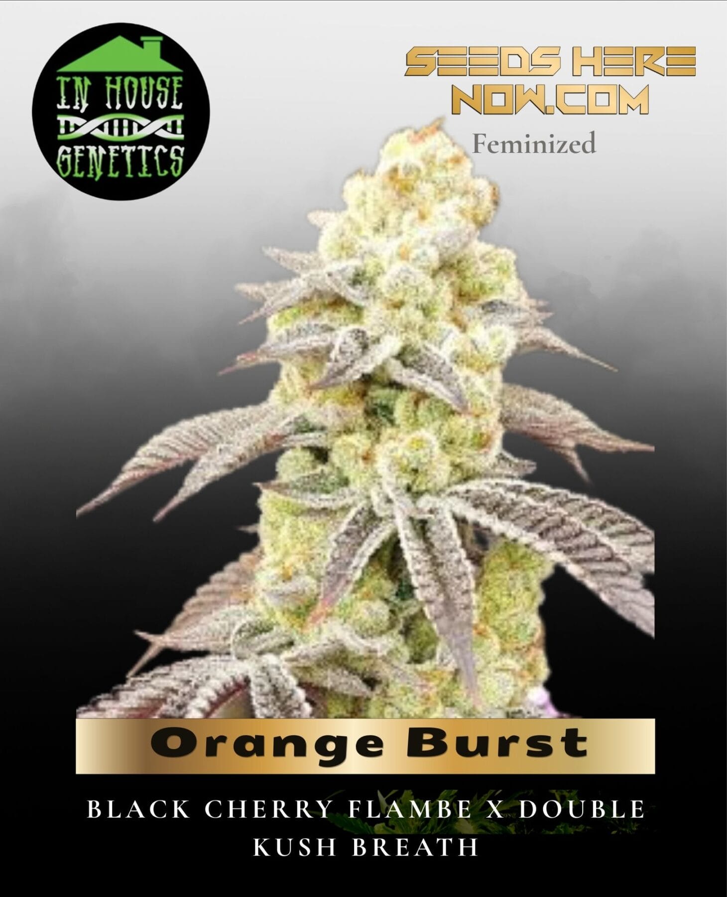 Orange Burst (Feminized) - In House Genetics