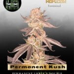 Permanent Kush (Feminized) - In House Genetics