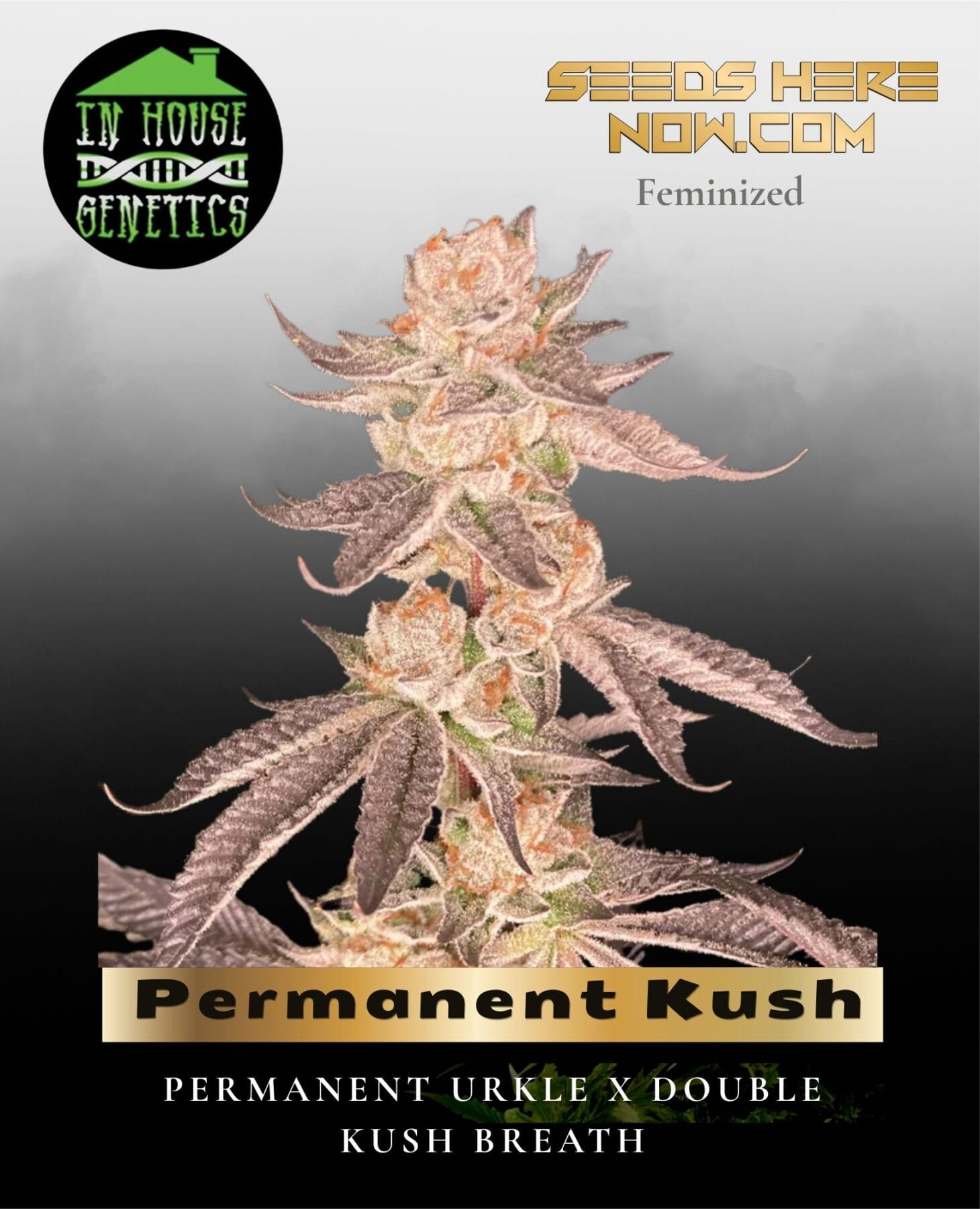 Permanent Kush (Feminized) - In House Genetics