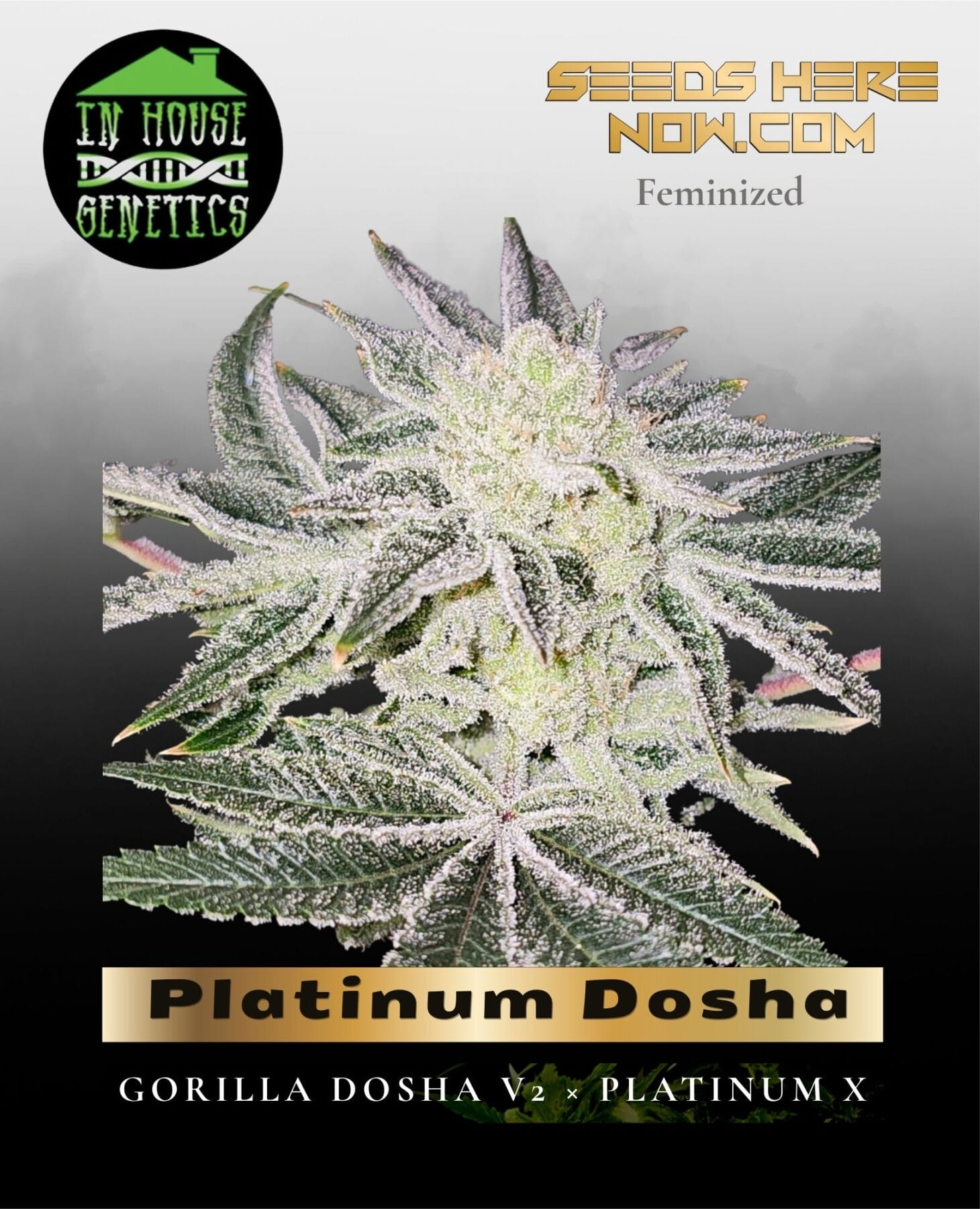 Platinum Dosha (Feminized) - In House Genetics