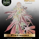 Platinumz (Feminized) - In House Genetics