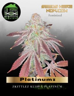 Platinumz (Feminized) (space) In House Genetics