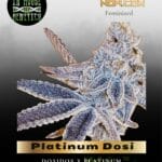 Platinum Dosi (Feminized) - In House Genetics