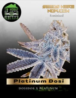 Platinum Dosi (Feminized) (space) In House Genetics