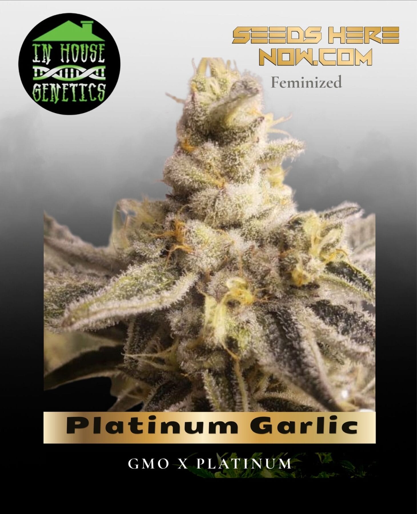 Platinum Garlic (Feminized) - In House Genetics