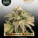 Platinum Gorilla (Feminized) - In House Genetics