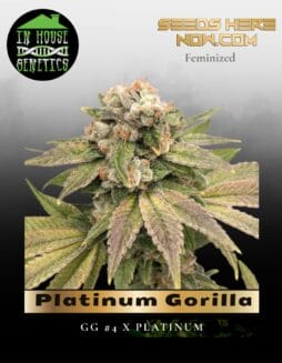 Platinum Gorilla (Feminized) (space) In House Genetics